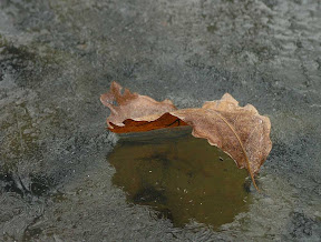 Leaf On Pond