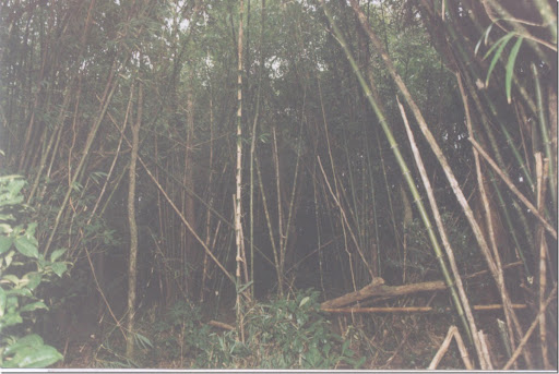 bamboo12
