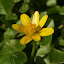 Lesser celandine