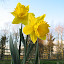 Daffodil