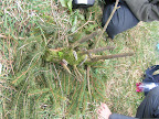 PICT0031.JPG