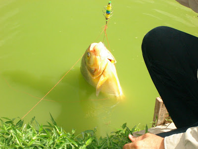 Giant+mekong+catfish+thailand