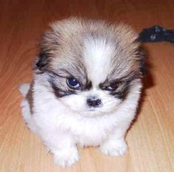 small puppies