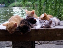 cats have a rest