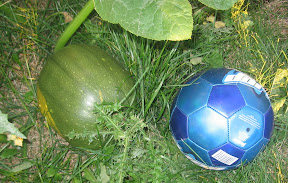 Our pumpkin next to the soccer ball