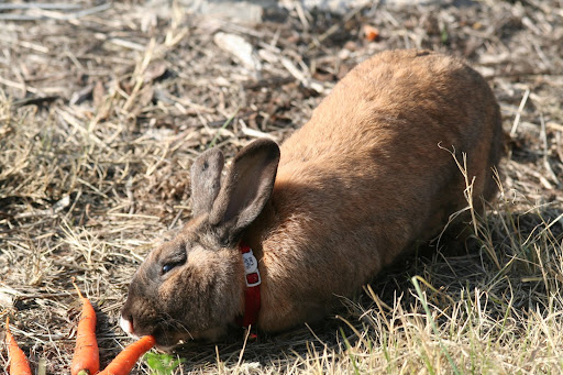 Velocity The Rabbit, a/k/a VTRII