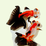 goldfish breeding