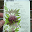 Thai Basil Seeds