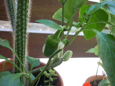 pimientos pimientos