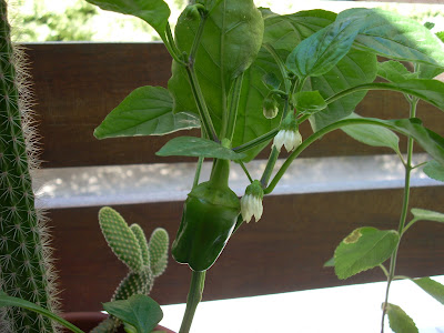 pimientos pimientos