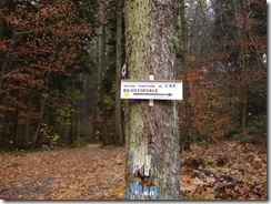 La foret fin novembre