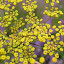 nutmeg's Fennel