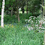 Nutmeg's Native garden
