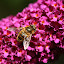nutmeg's Butterfly Bush nutmeg's Butterfly Bush