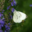 Hyssop