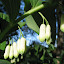 Solomon's Seal