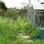 nutmeg's Neglected kitchen garden