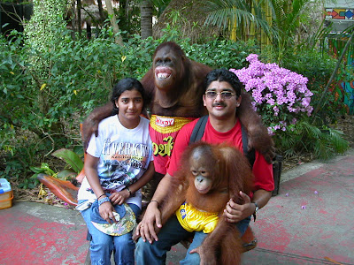 safari world thailand orangutan