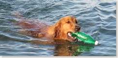 manzanillo-dog-in-ocean