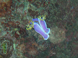 Colourful Nudibranchs