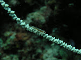 PA130043.JPG