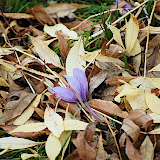 _DSC0033.JPG