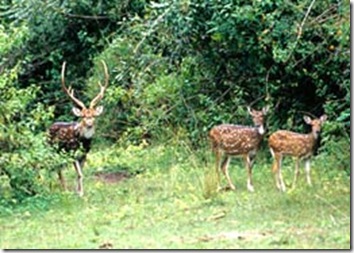 wildlife-in-wayanad-kerala