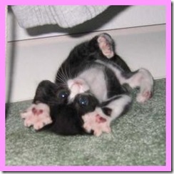 貓咪 可愛圖片 kitten generator