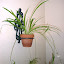 Spider Plant