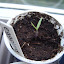 Eggplant 'Ichiban Imp'