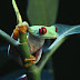Red-Eyed Frog Wallpapers