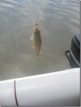 first fish 047