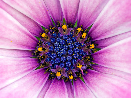 Purple Flowers Macro Wallpapers. Click the image to save it on your computer 