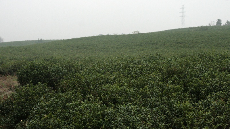 茶山