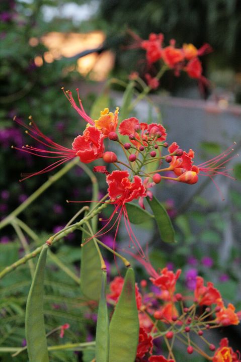 炮台山上的花
