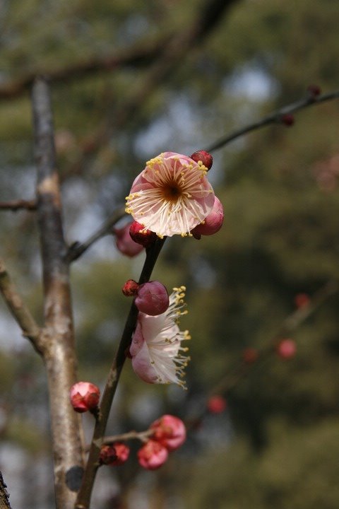 红梅