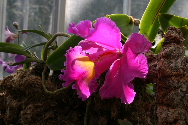 热带兰花