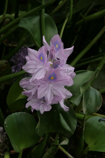 水葫芦花
