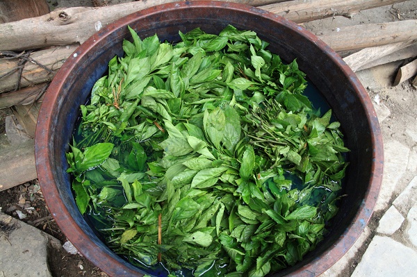蓝草