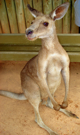 Saucy roo
