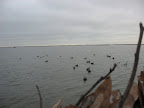 Decoy Spread 