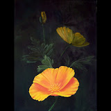 Kay Smith - Franklin, NC Fine Artist