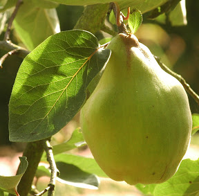 Kweepeer, quince, Cydonia oblonga - Foto: AnneTanne. Creative Commons License