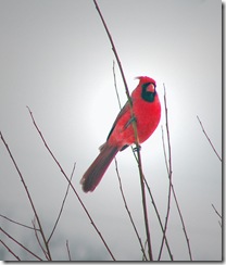 Cardinal-In-Winter-III