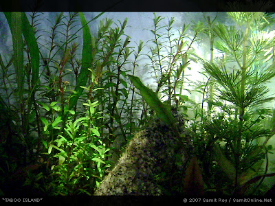 Creative Aquascapes and Nature Aquariums by Samit Roy