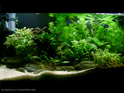 Creative Aquascapes and Nature Aquariums by Samit Roy