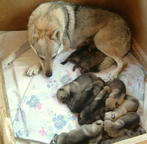 Bluebell von der Wolfsranch und ihre 10 Tschechoslowakischer Wolfshund Welpen