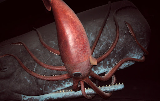 sperm-whale-giant-squid-fight.jpg