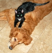 picocat.com_4