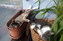 picocat.com_3